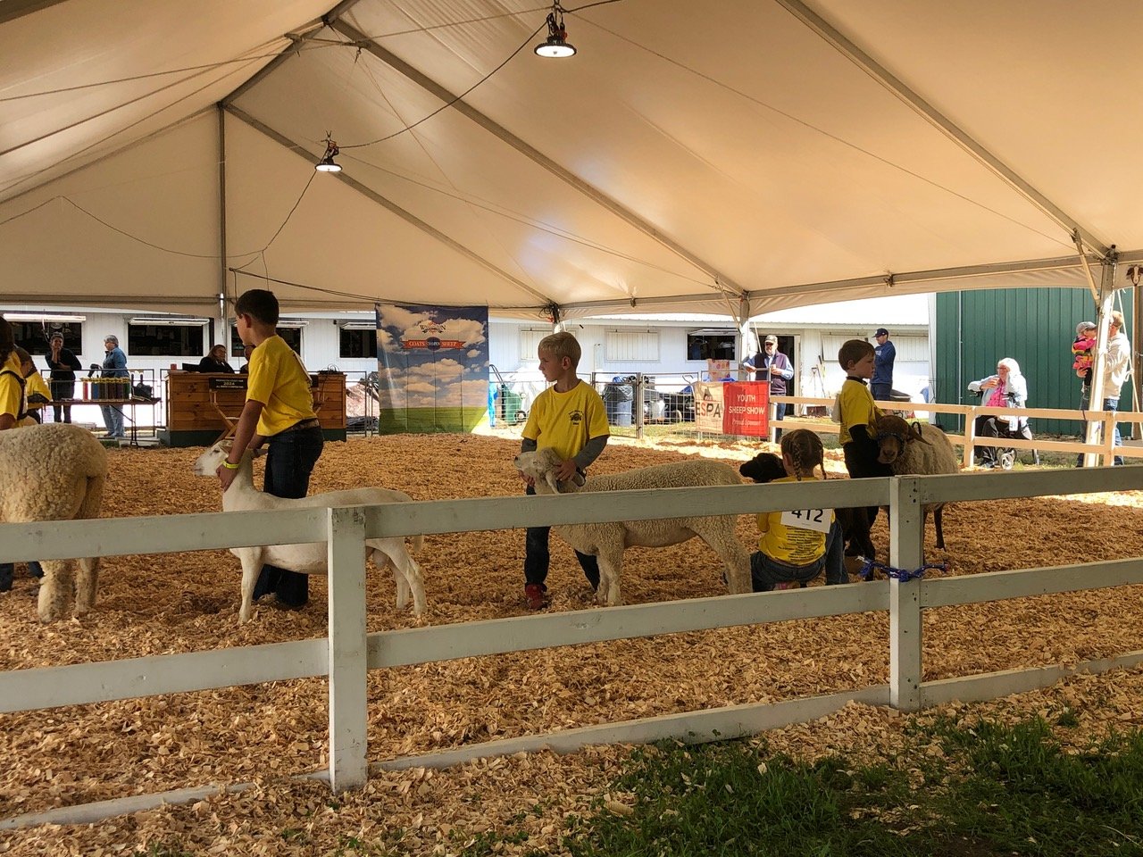 4-H youth sheep shows in the New York State