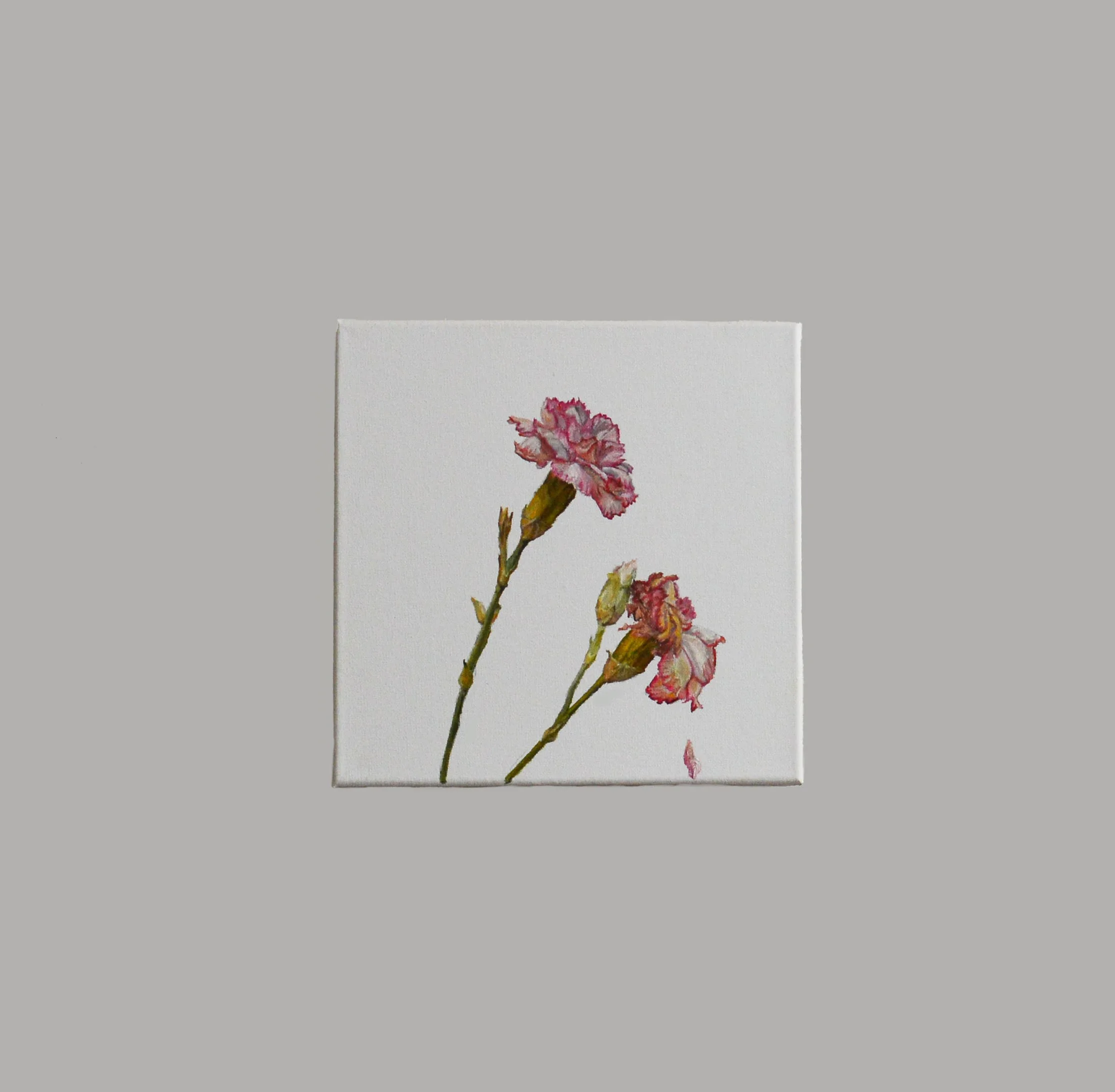 10"x10" Carnation 