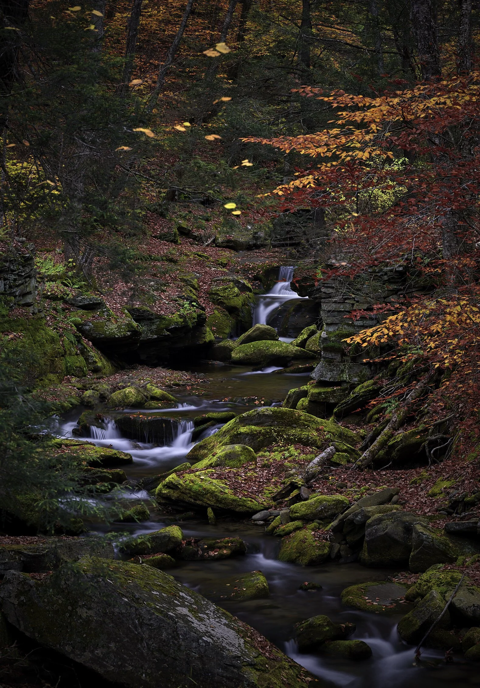 Autumn+Moss+v4+1.jpg