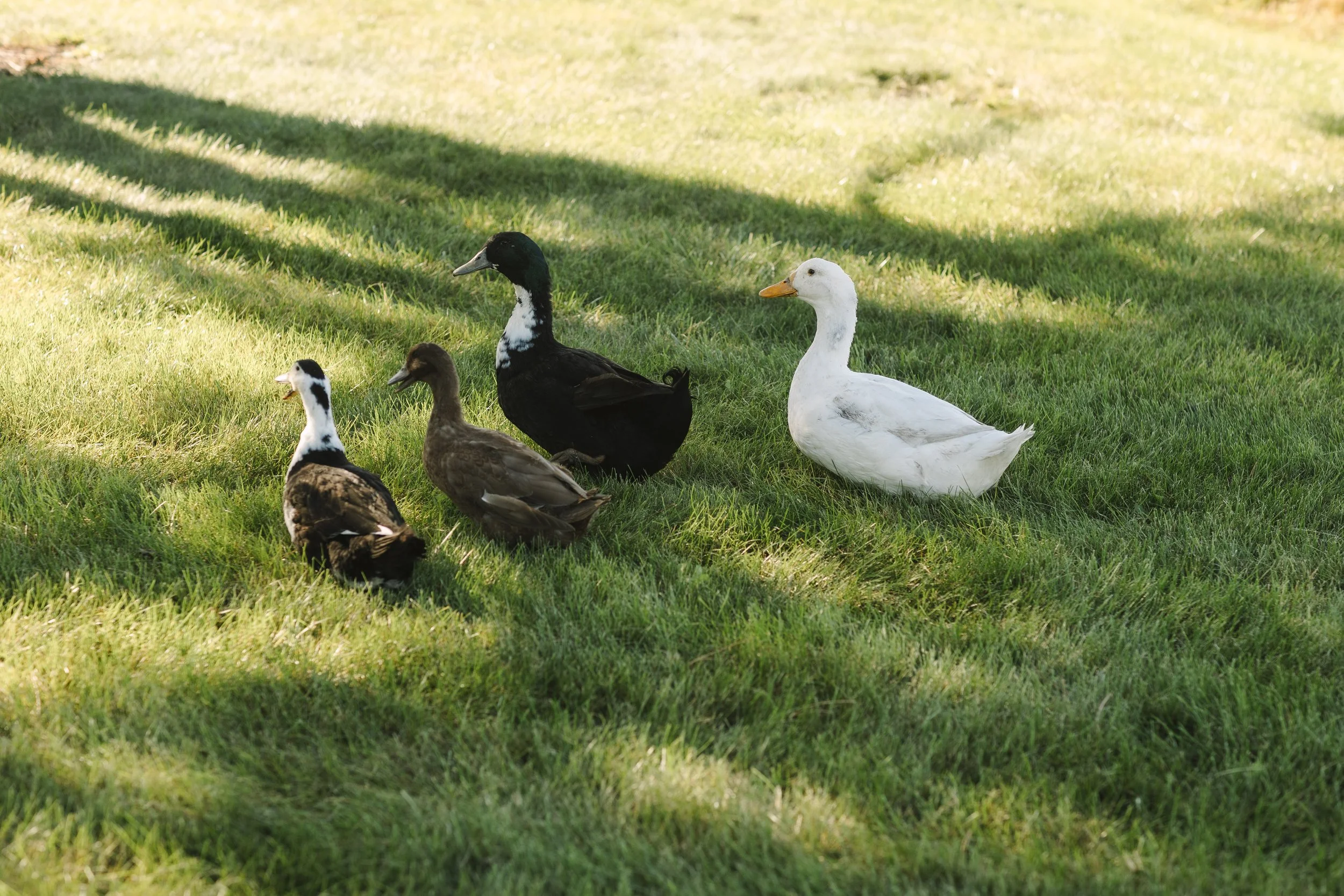 046a8450.jpg