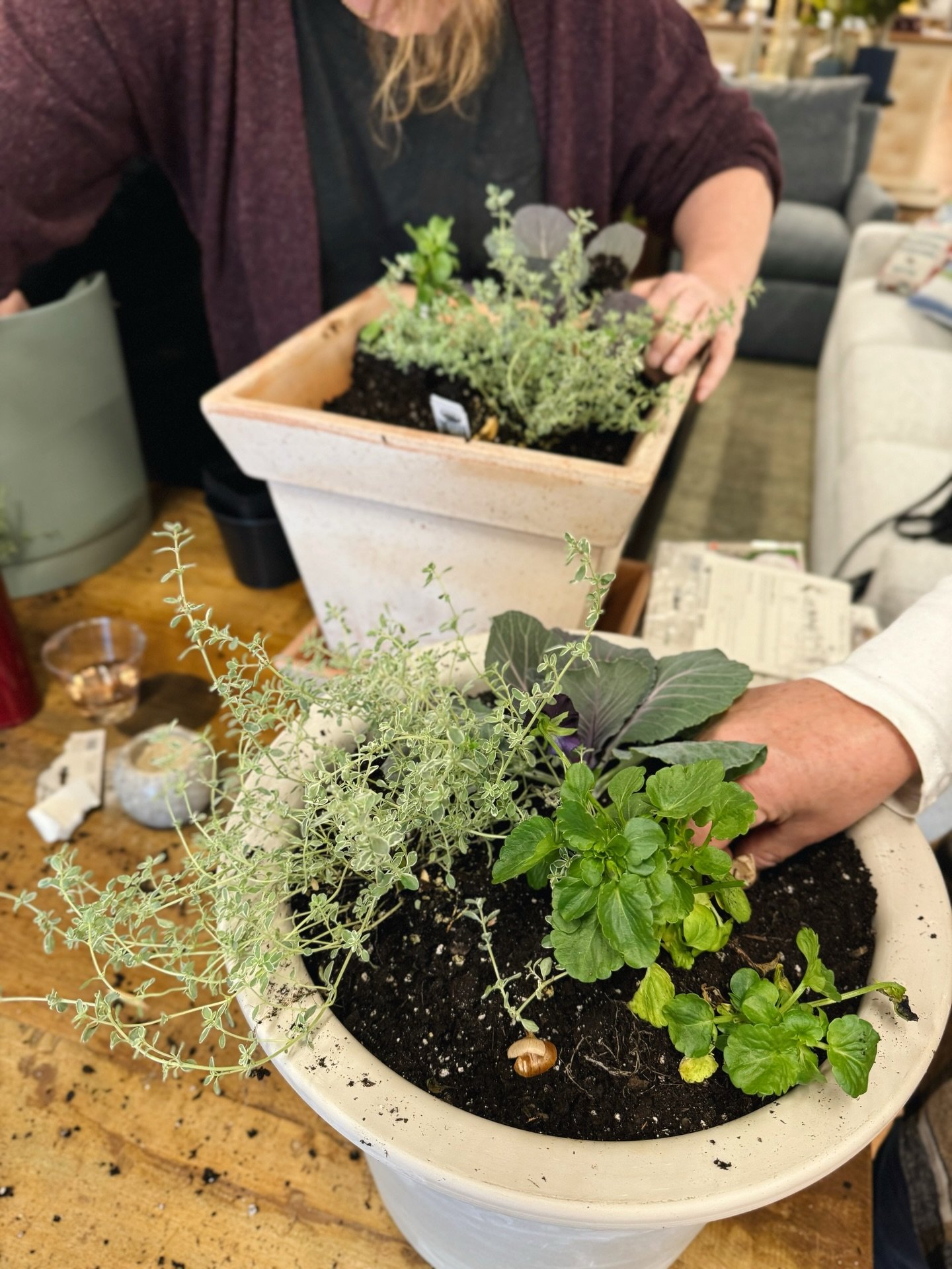 There are still a few spots left in this week&rsquo;s potting workshop with @sneedsnursery! 🪴 Join us on Thursday evening to pot a unique indoor houseplant arrangement with guidance from the experts at Sneed&rsquo;s. All potting materials and plants