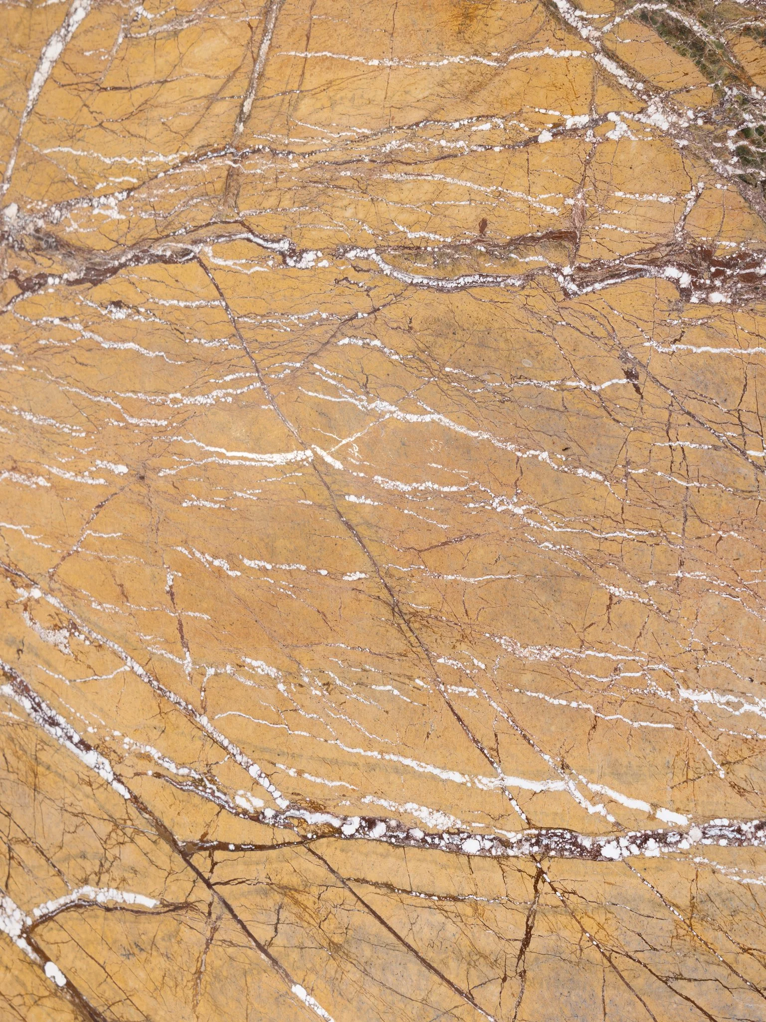 rainforest coffee table 2.jpg