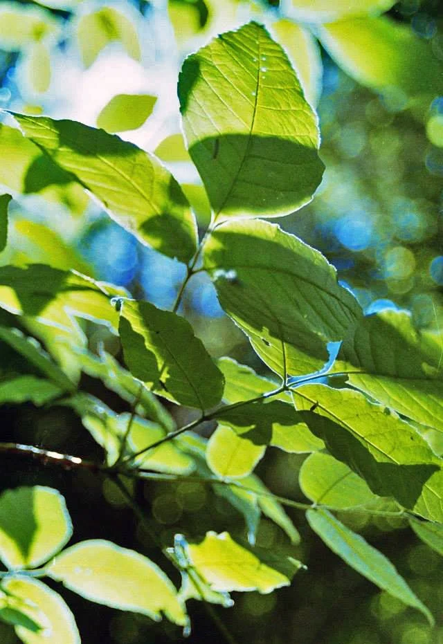 10550931_510866855713200_6345503385027249421_n copy.jpg