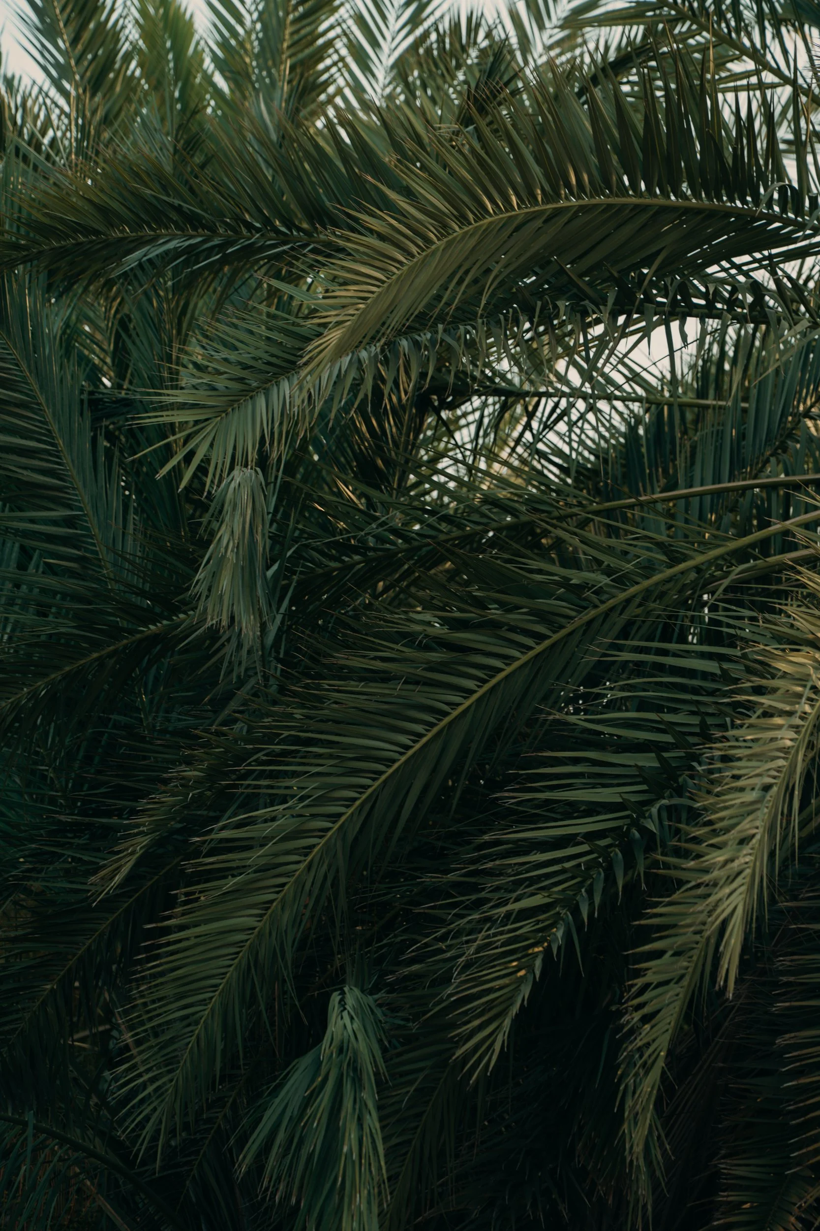 saudi-062.jpg