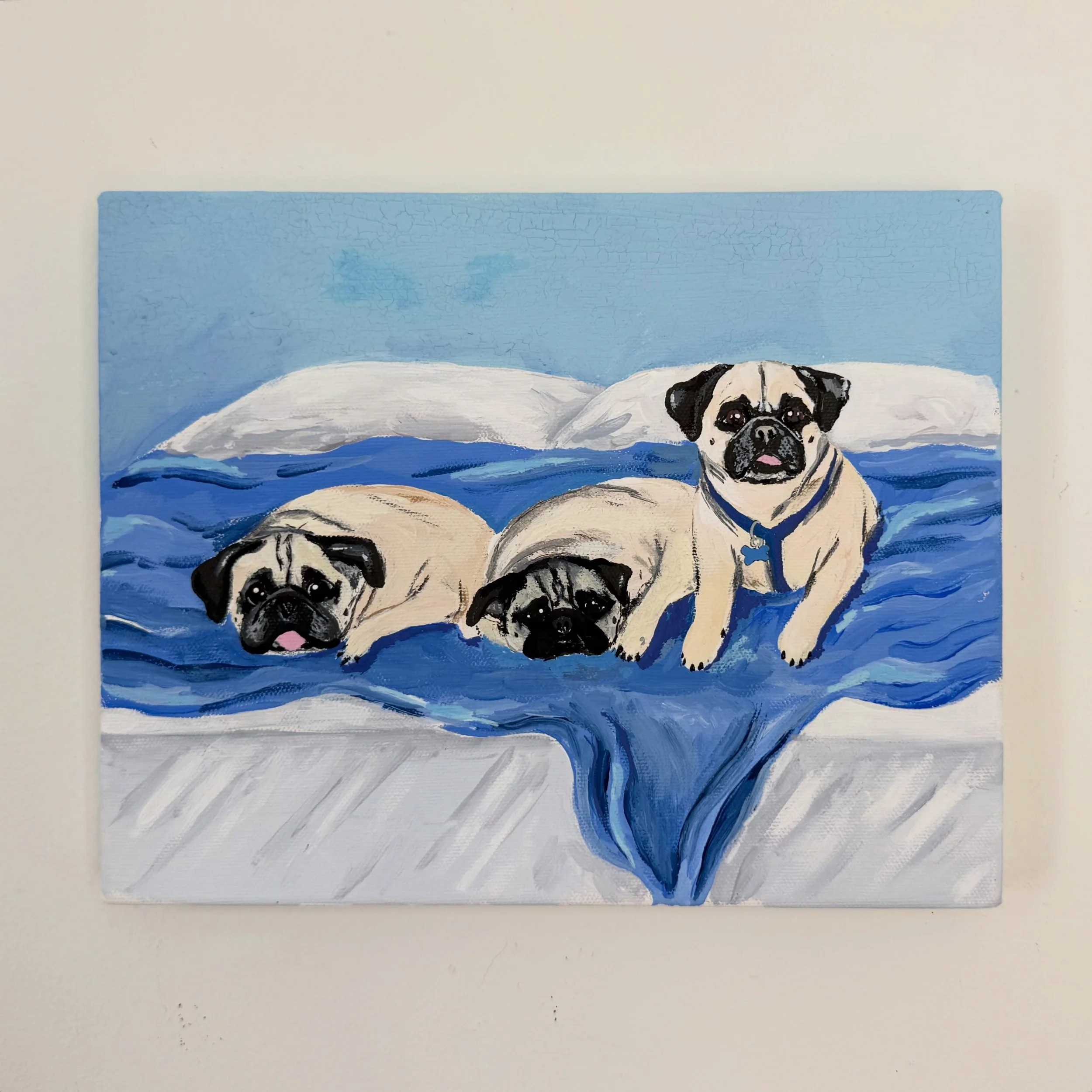 My uncle&rsquo;s pugs 🩵🩵🩵