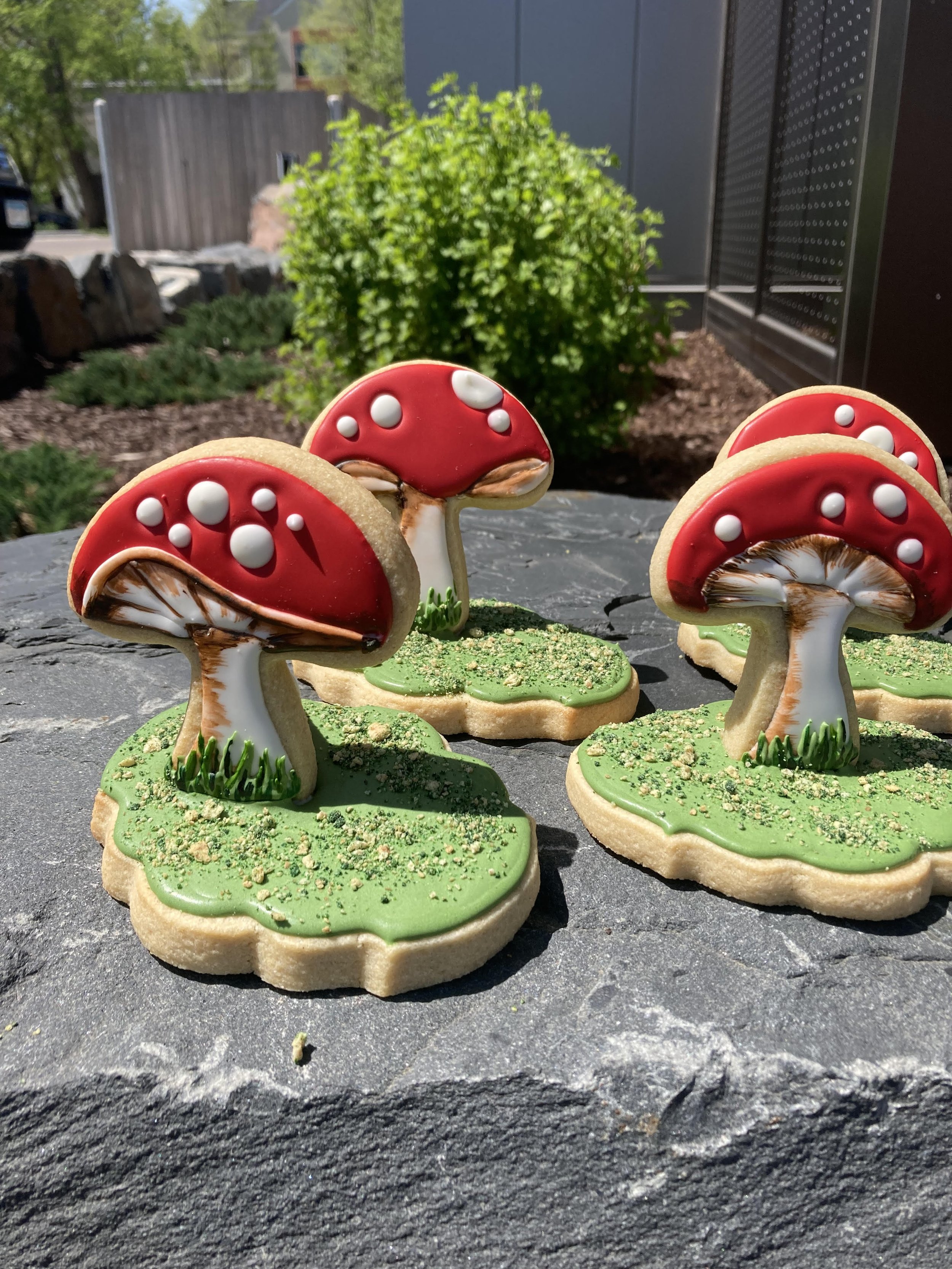 More mushrooms on a rock.jpg