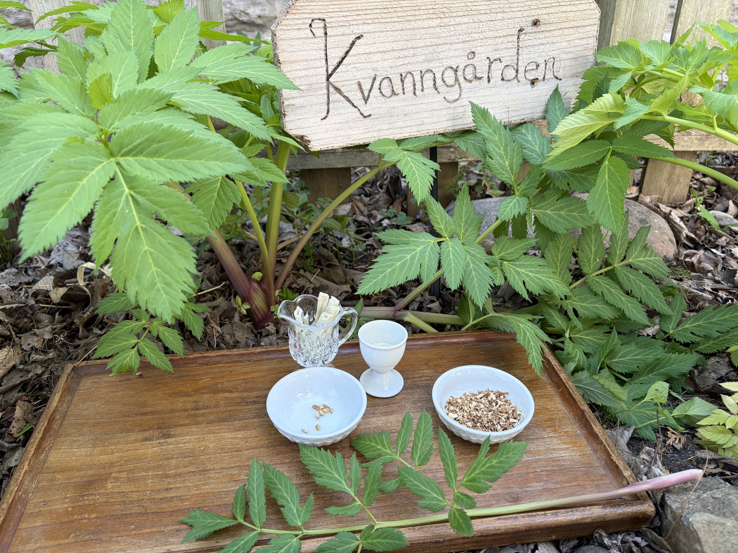 Nordic Plant Lore with Kari Tauring: Kvann (Angelica)