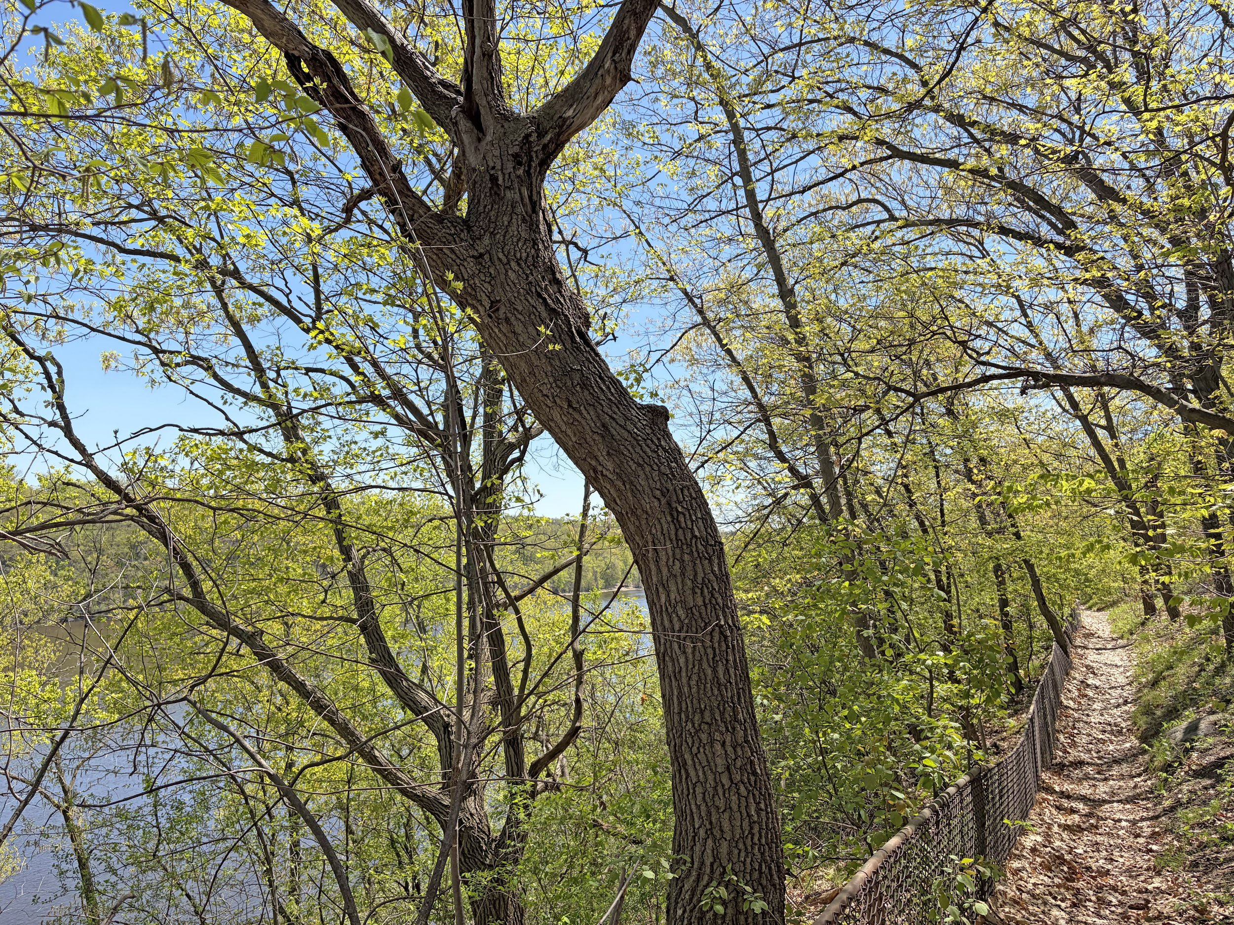 Tree Identification Walk on West River Parkway