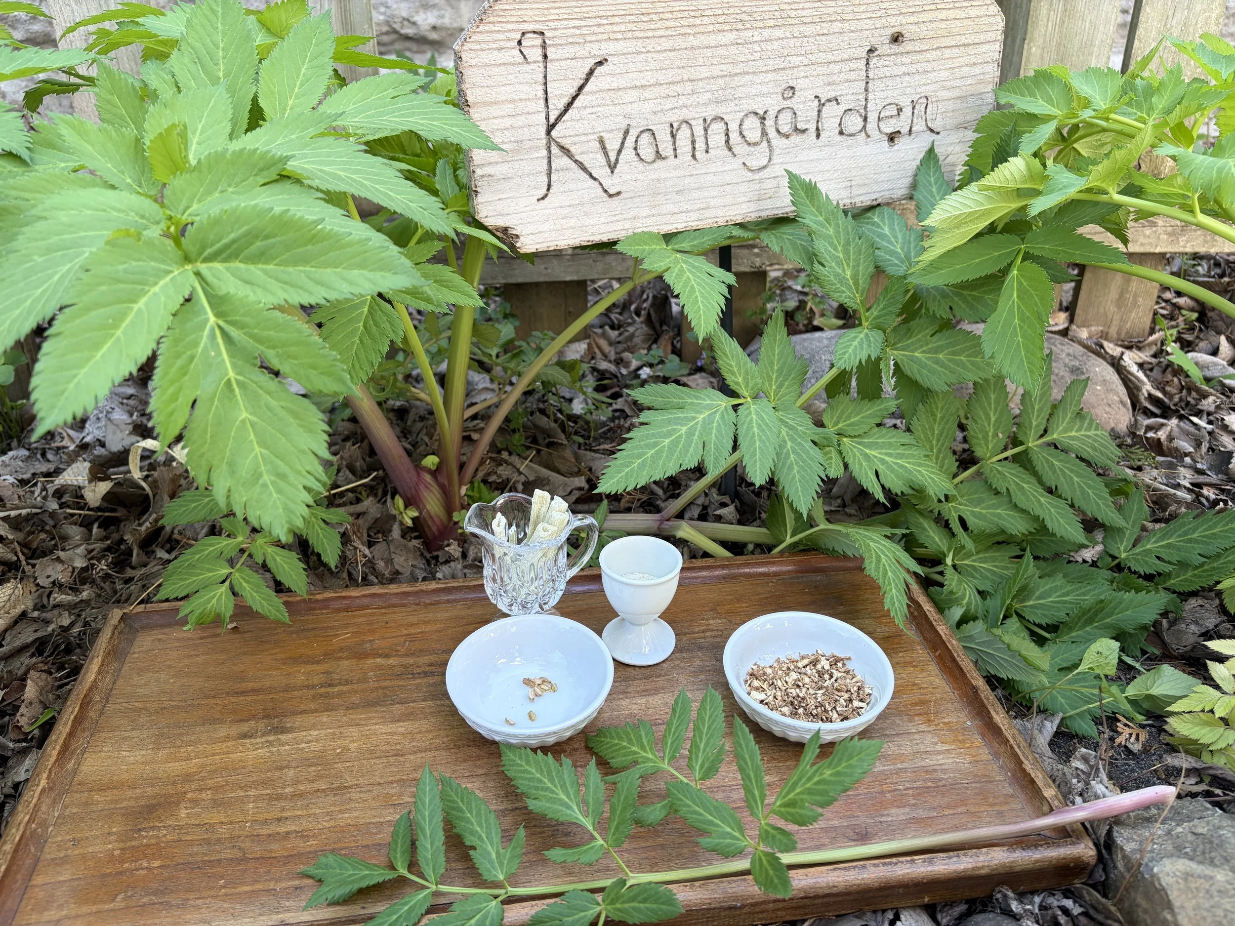 Nordic Plant Lore with Kari Tauring: Kvann (Angelica)