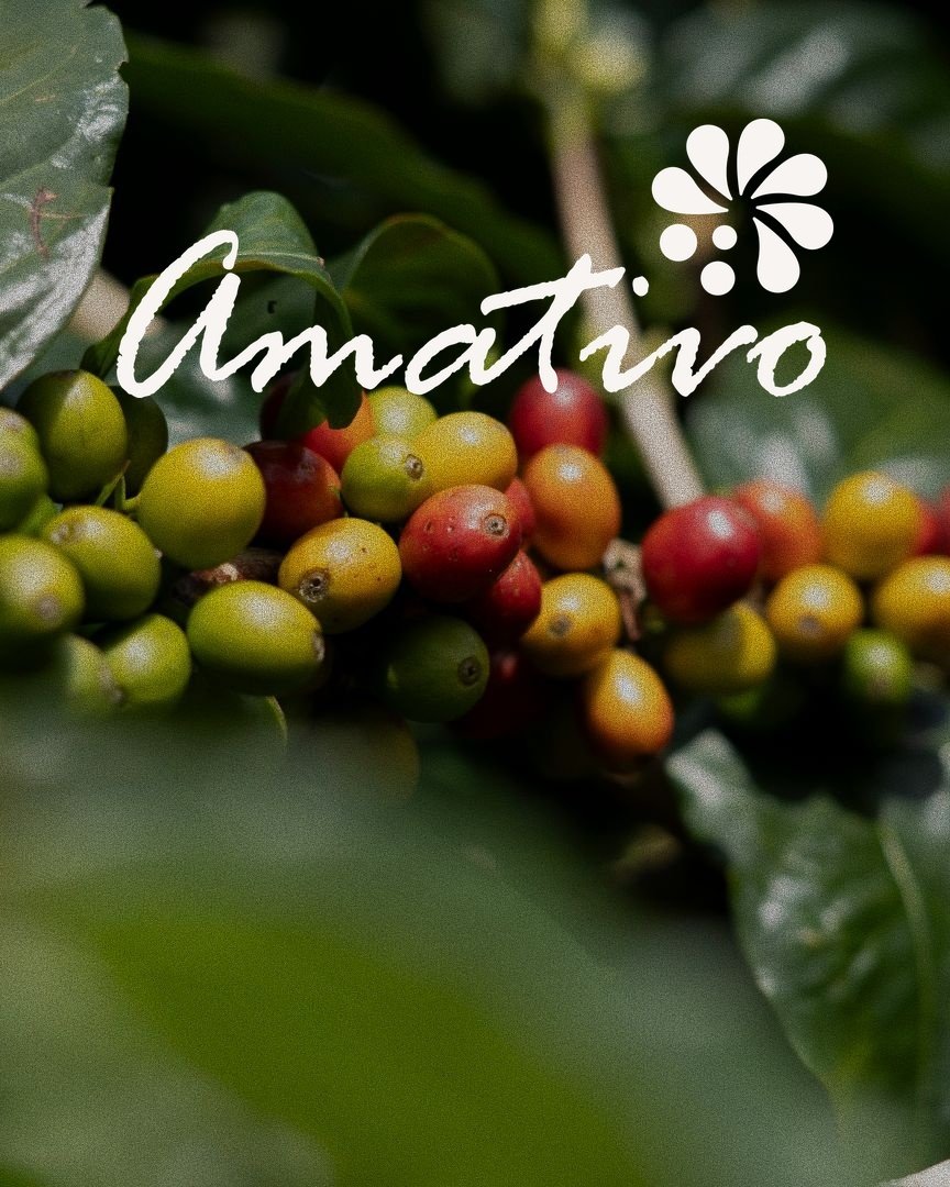 Green Forums: Amativo Coffee