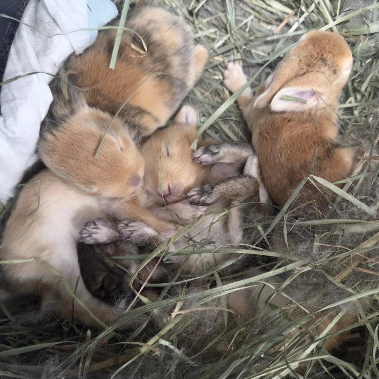 Bunny Yoga- All proceeds benefit Bebettes Bunny Rescue