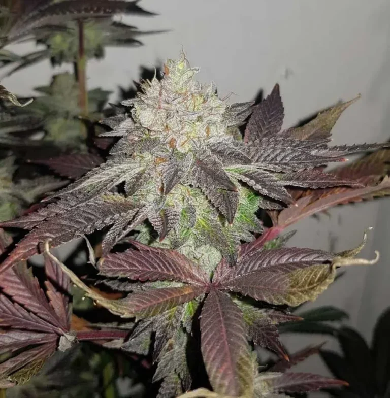 Comeback Kush 7 Fem