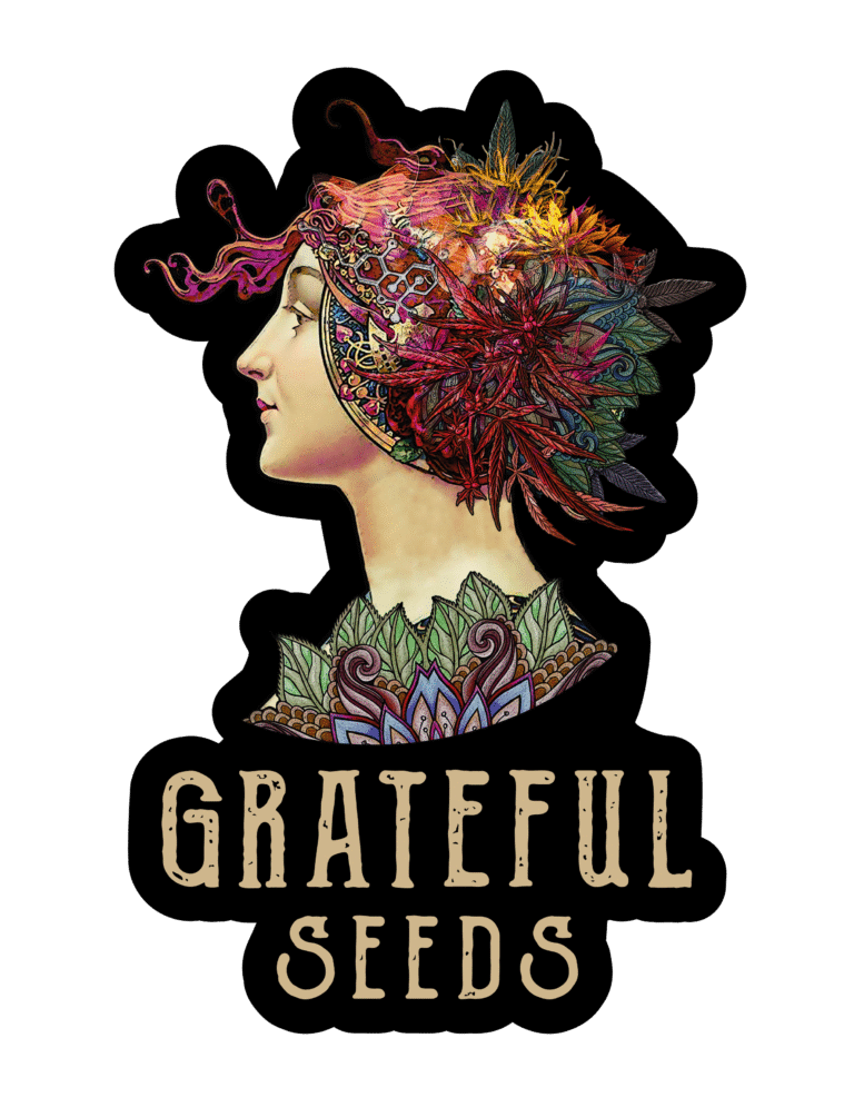 HASH BELT 3 semillas feminizadas