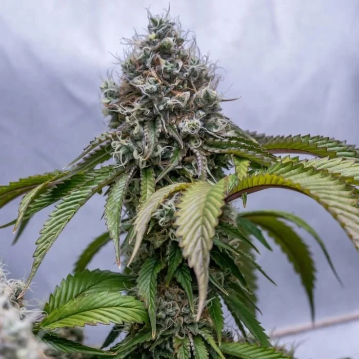 Lemon Rado (12 Semillas Regulares)