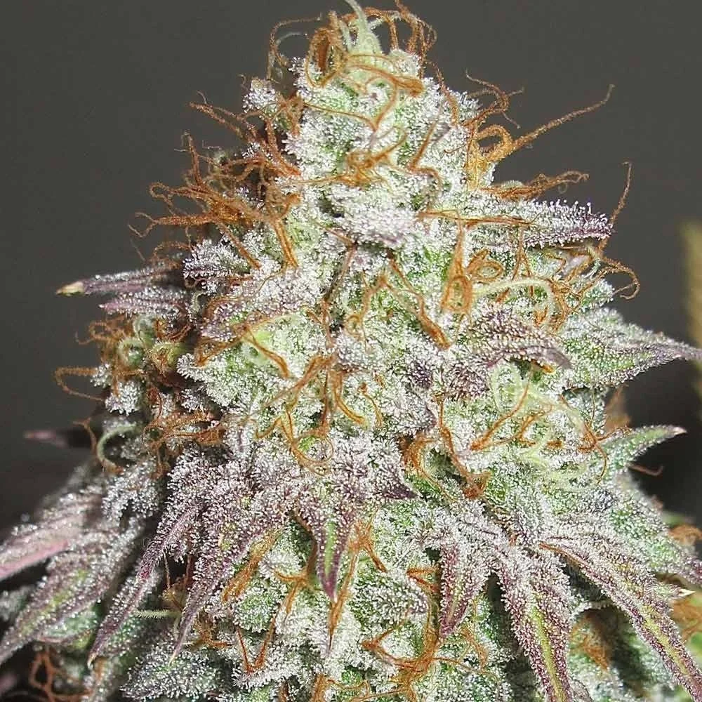 Aunt Jewmima Golden Syrup Reg