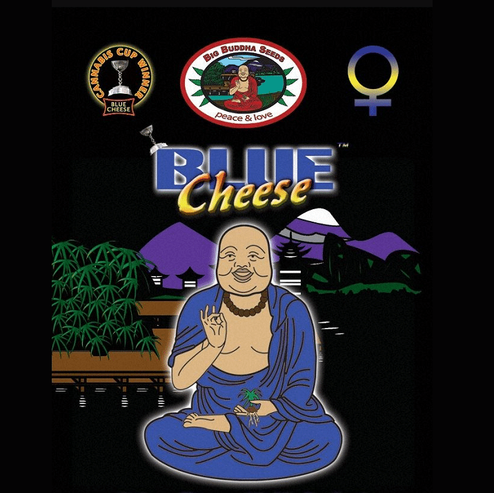 Blue Cheese 6 semillas feminizadas