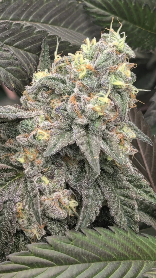 SherbangerKush6-600x1067.webp
