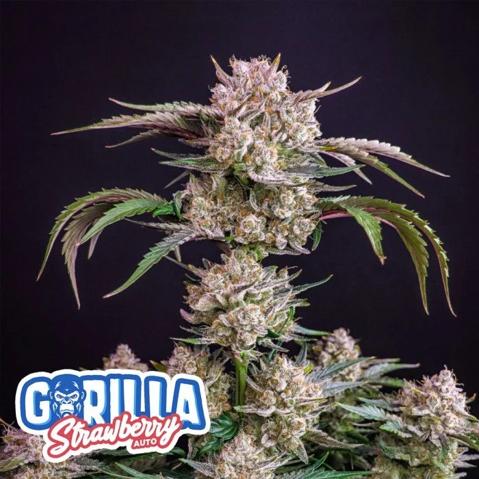 Strawberry Gorilla Auto 3 Semillas
