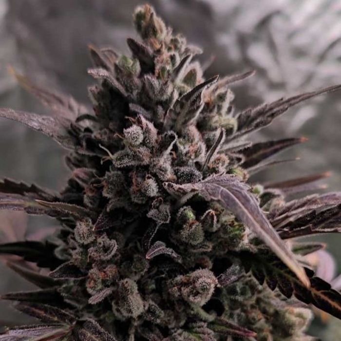 auto-blue-cheese-weed-seeds-the-original-big-buddha-family-farms.jpg