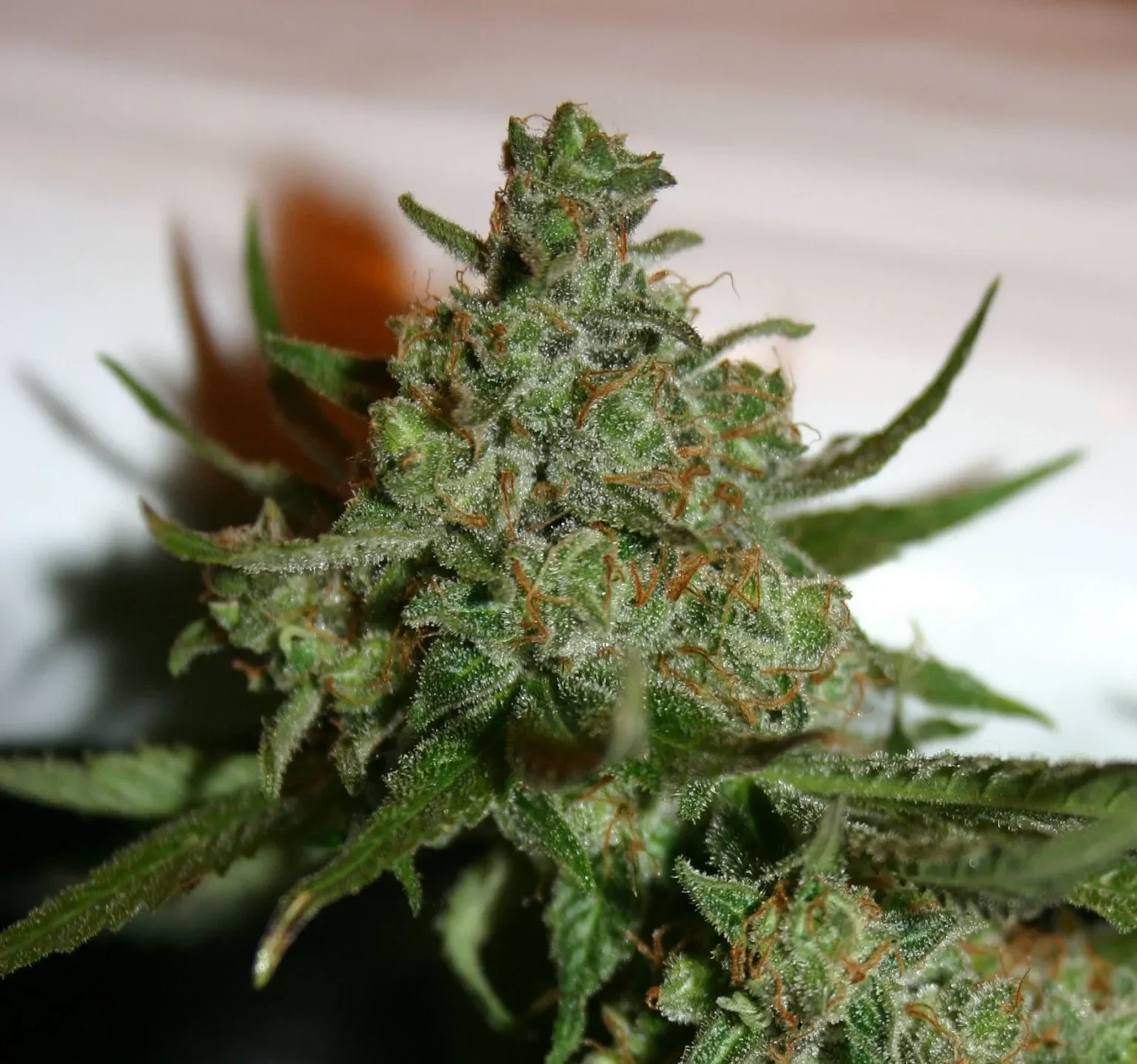 Casey Jones S1  (7 Semillas Feminizadas + 3 Chuchez)