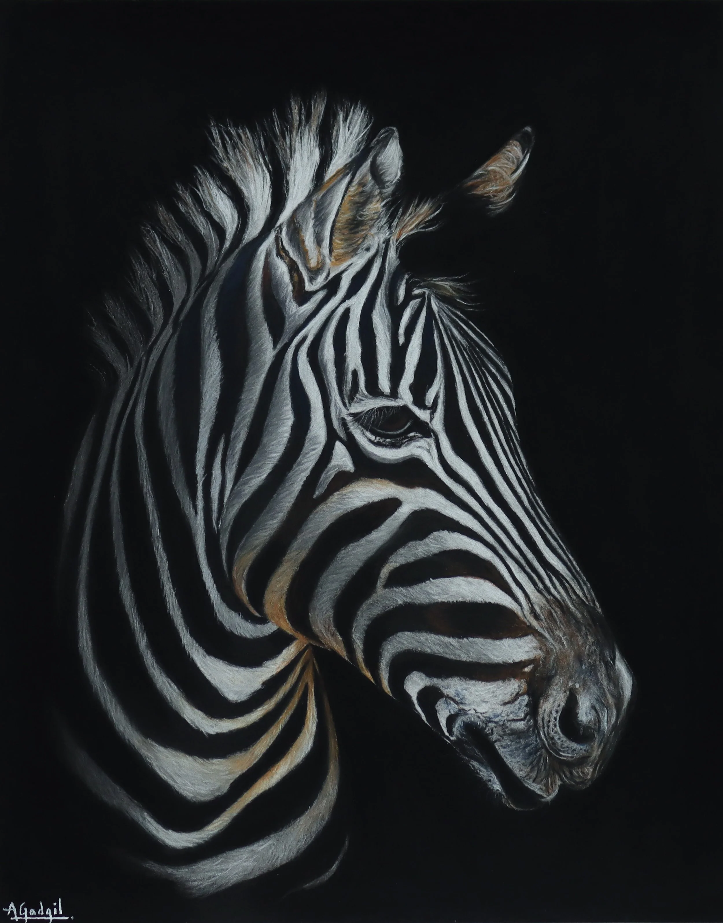 Zebra.JPG