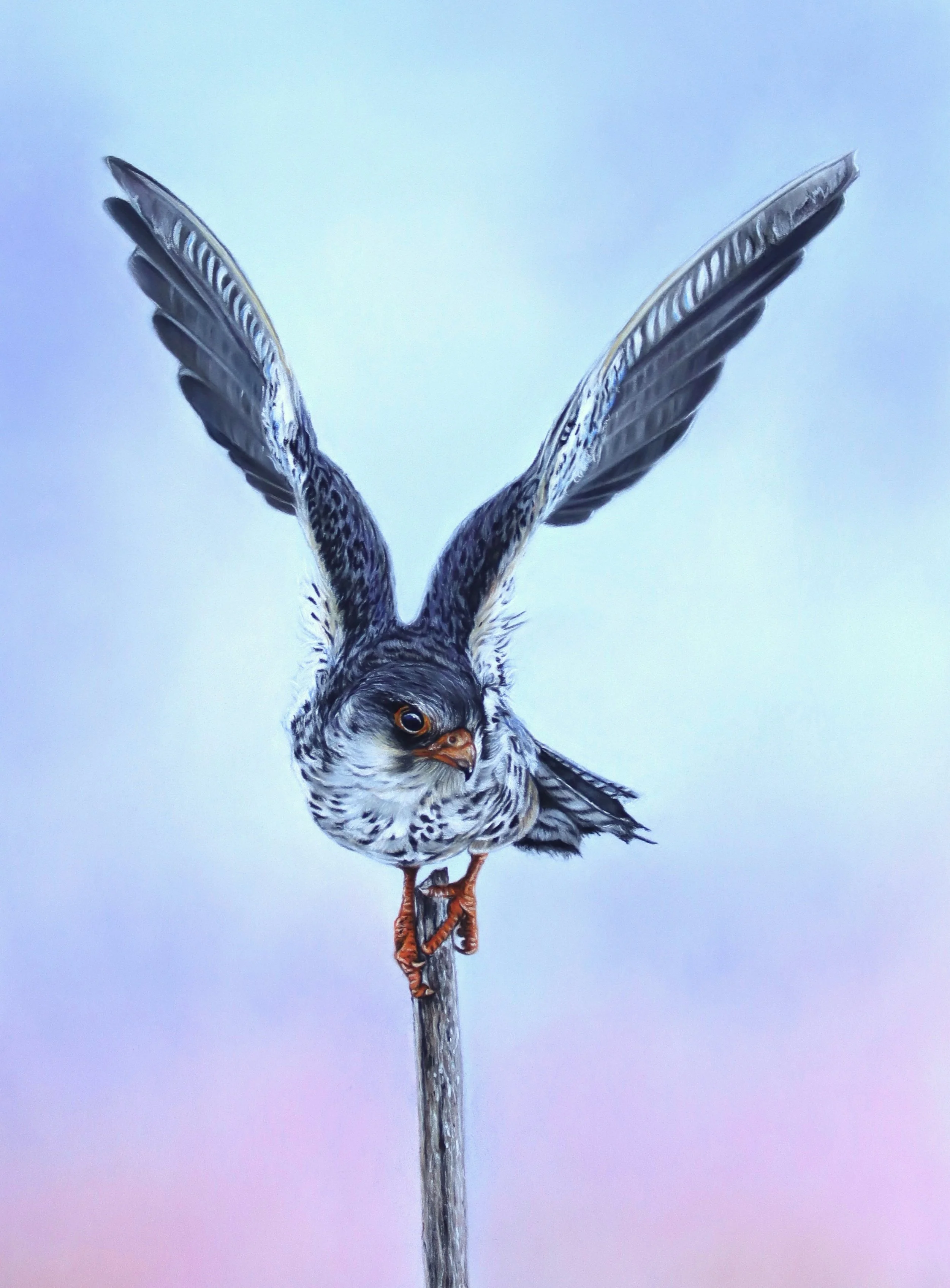 falcon1.JPG