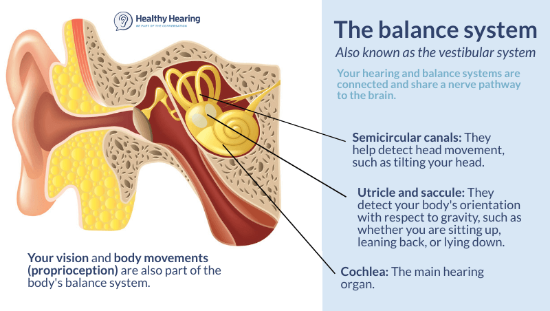 Vestibular system — Jayde-Nichol