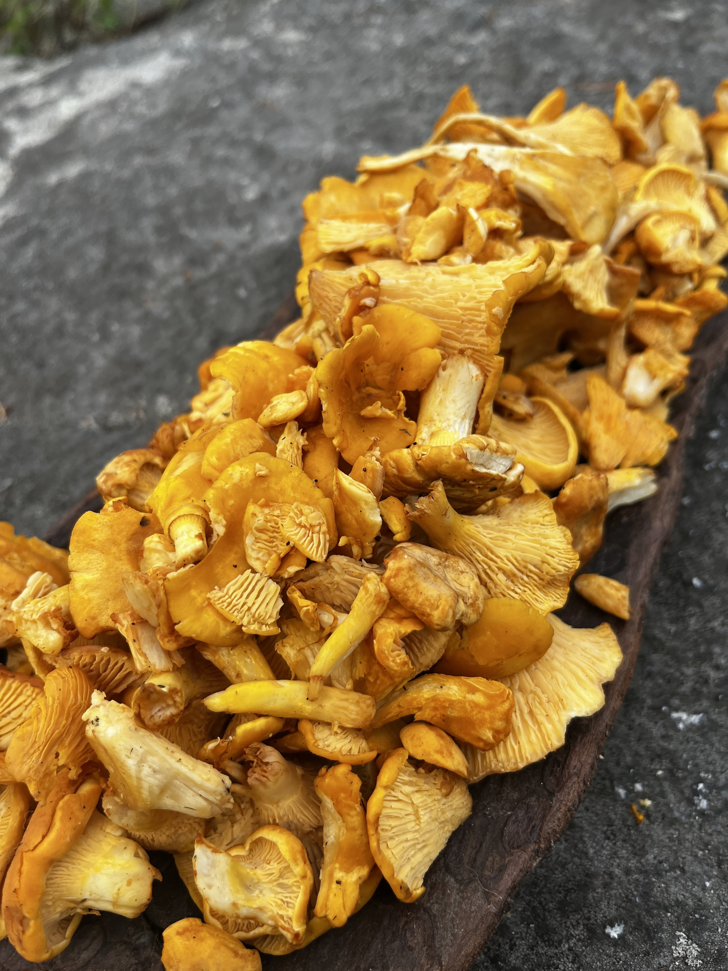 "Chicks Only" Mushroom Foraging Event