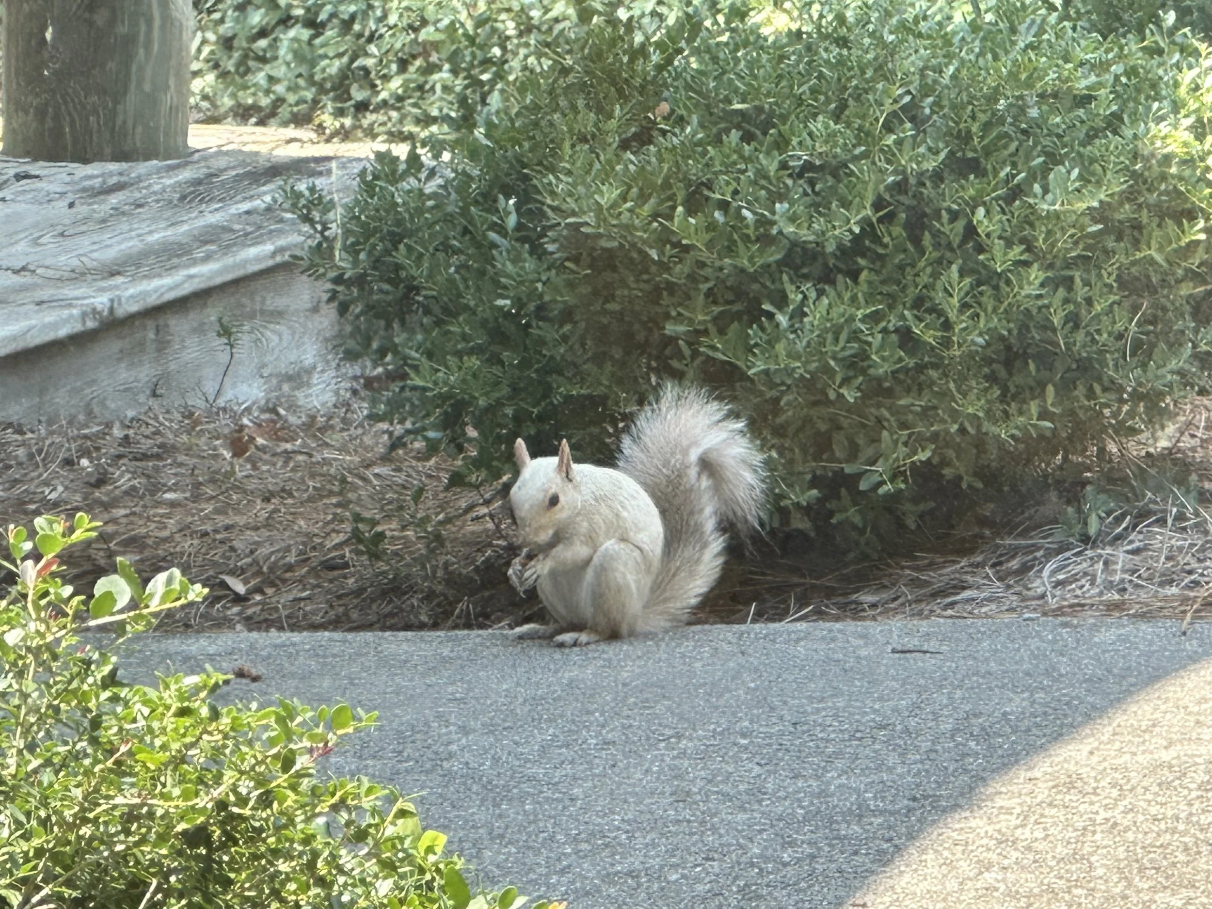 IMG_0056.jpeg