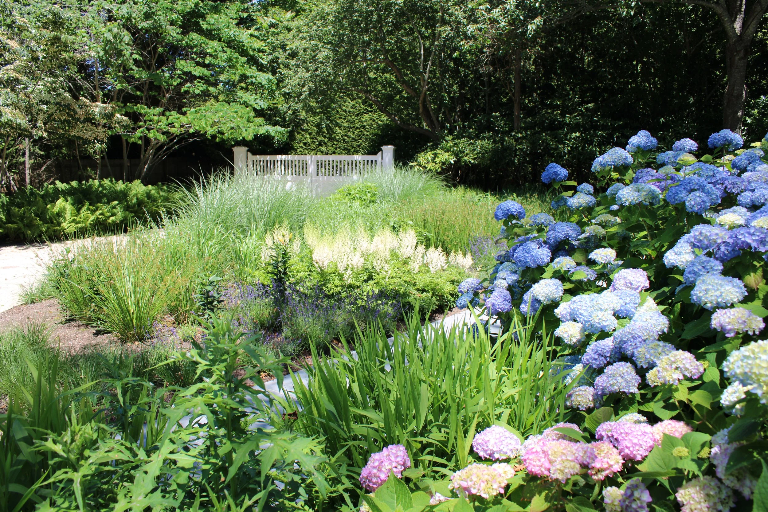 Star grass garden.JPG