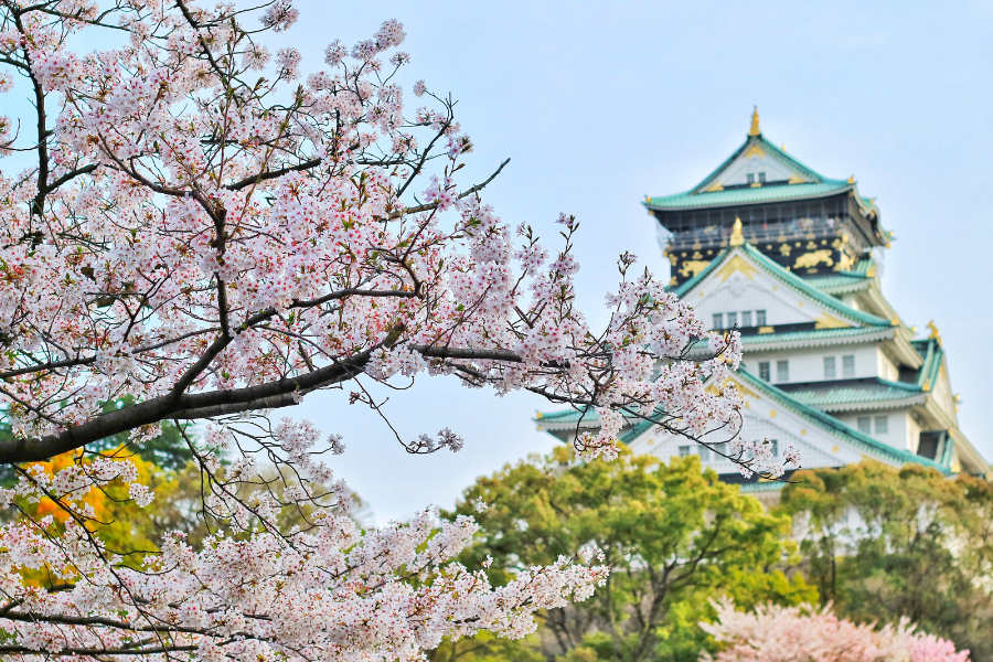 Spring cherry blossoms in Japan