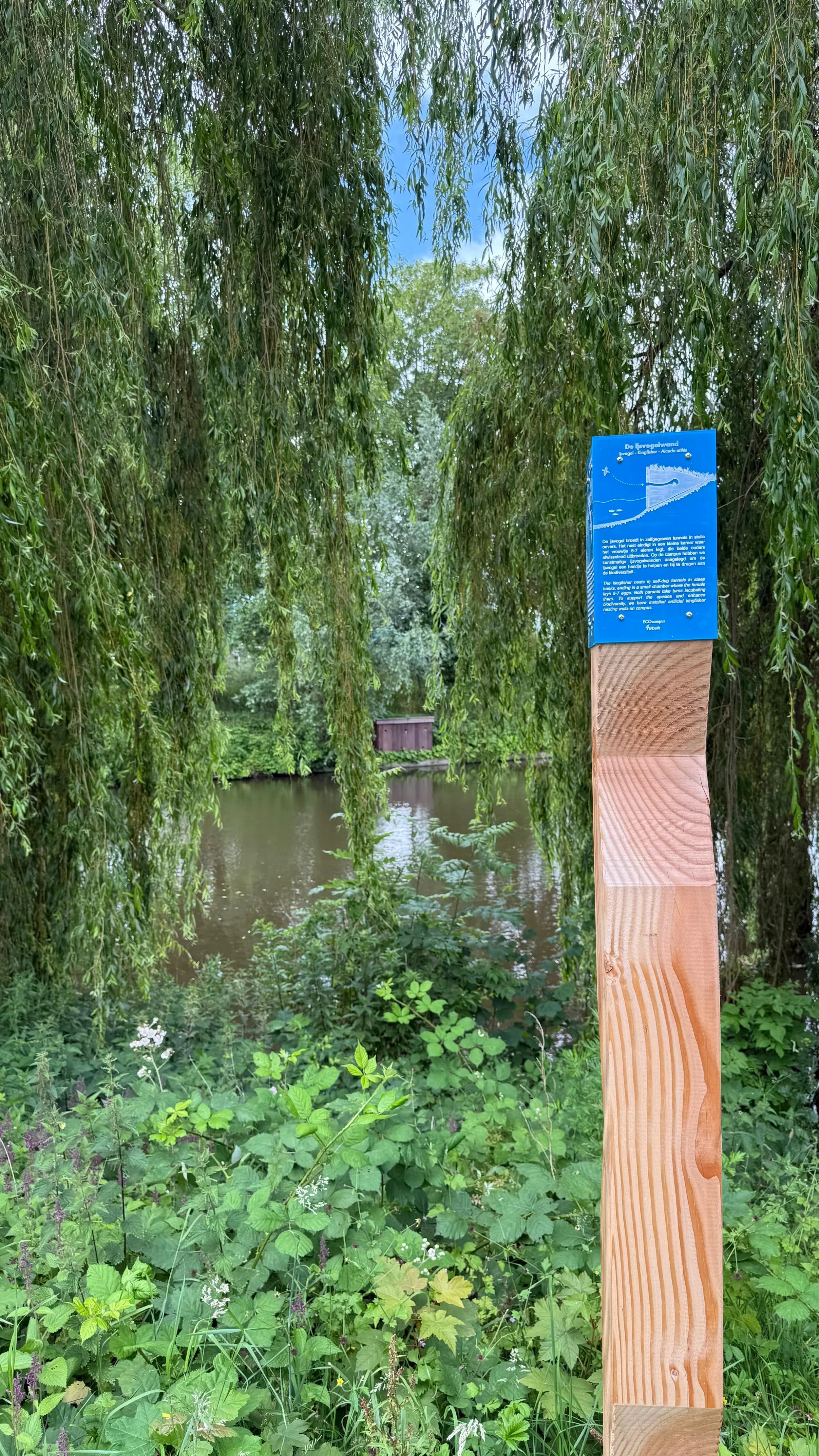 Ijsvogel nest