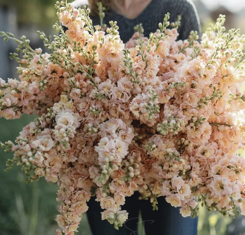 apricot-stock-flowers.jpg
