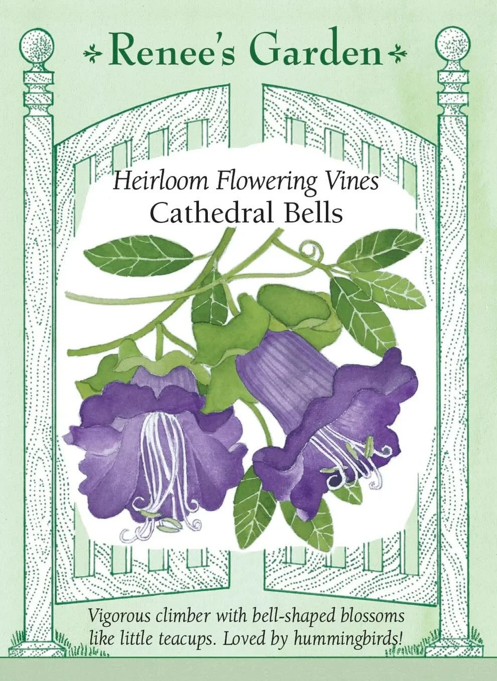 cathedral-bells-seeds-renees-garden.jpeg