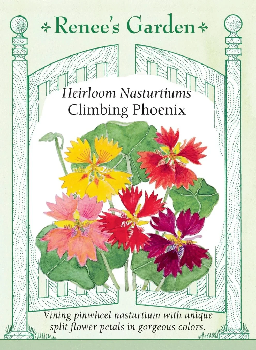 vining-nasturtiums-split-flower-petals.jpeg