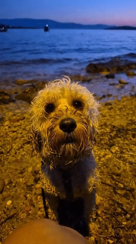 A wet, curly-haired dog sitting on a rocky beach near water with a boat and mountains in the background during twilight.