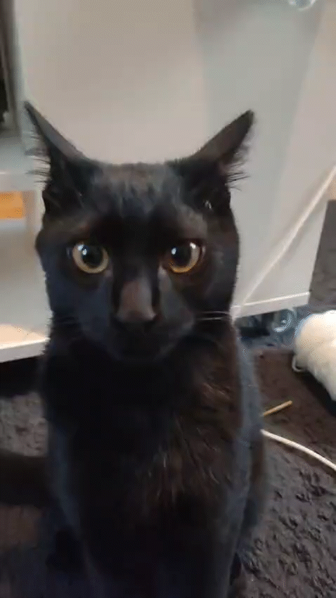 Close-up of a black cat with large, round eyes sitting on a dark carpeted floor.