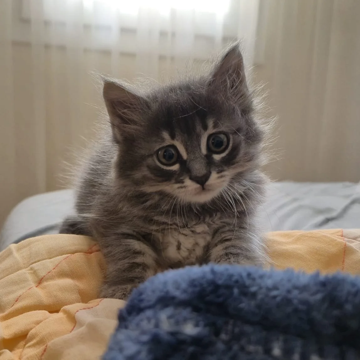 A cute gray tabby kitten with big eyes sitting on a bed with a yellow blanket and a blue cloth.