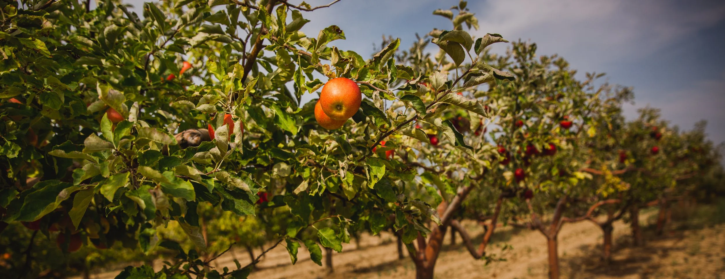 The Uniform Orchard: Bringing Consistency to Every Row and Branch