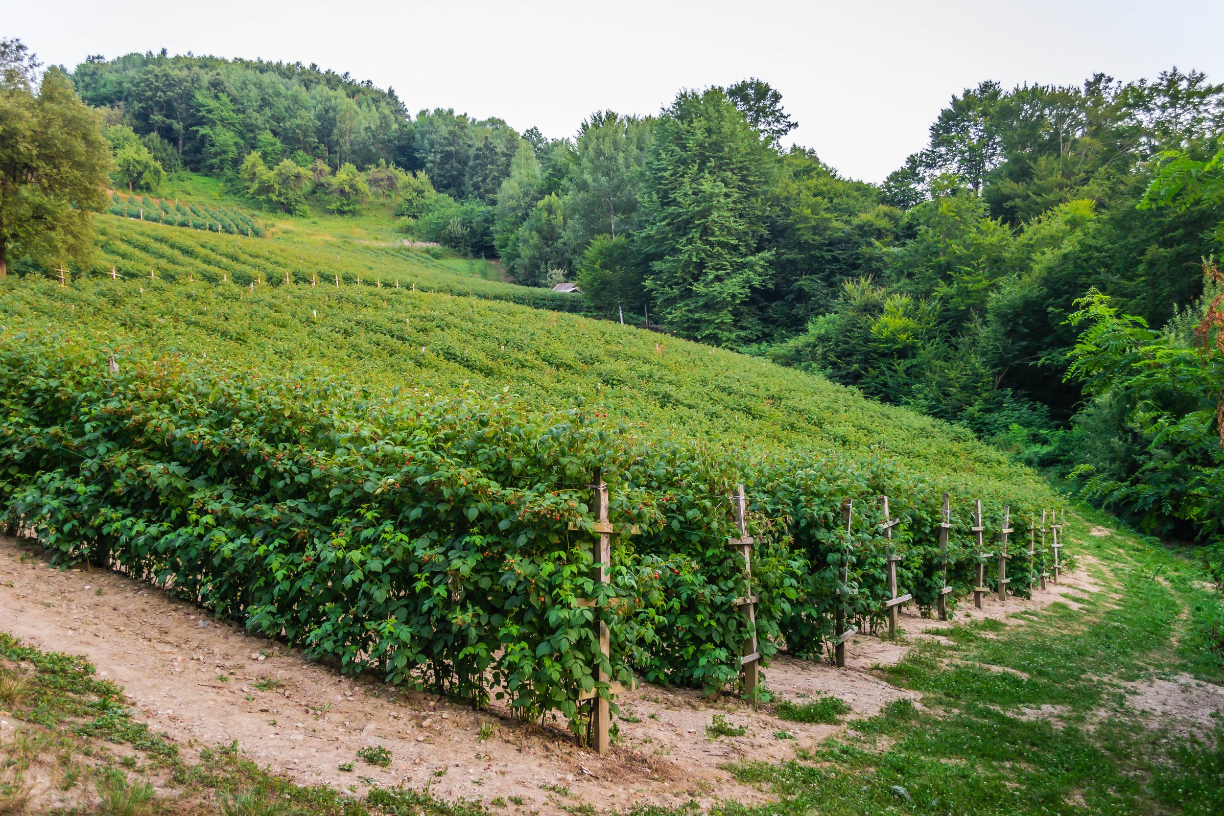 Beyond the Slope: Safe Vineyard Management on Steep Terrain