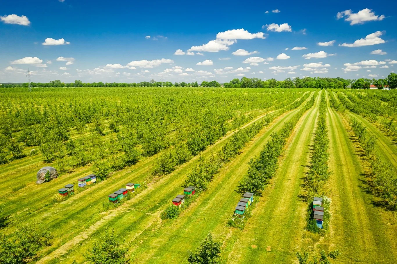 Top-Down Transformation: Reaching the Heart of the Canopy