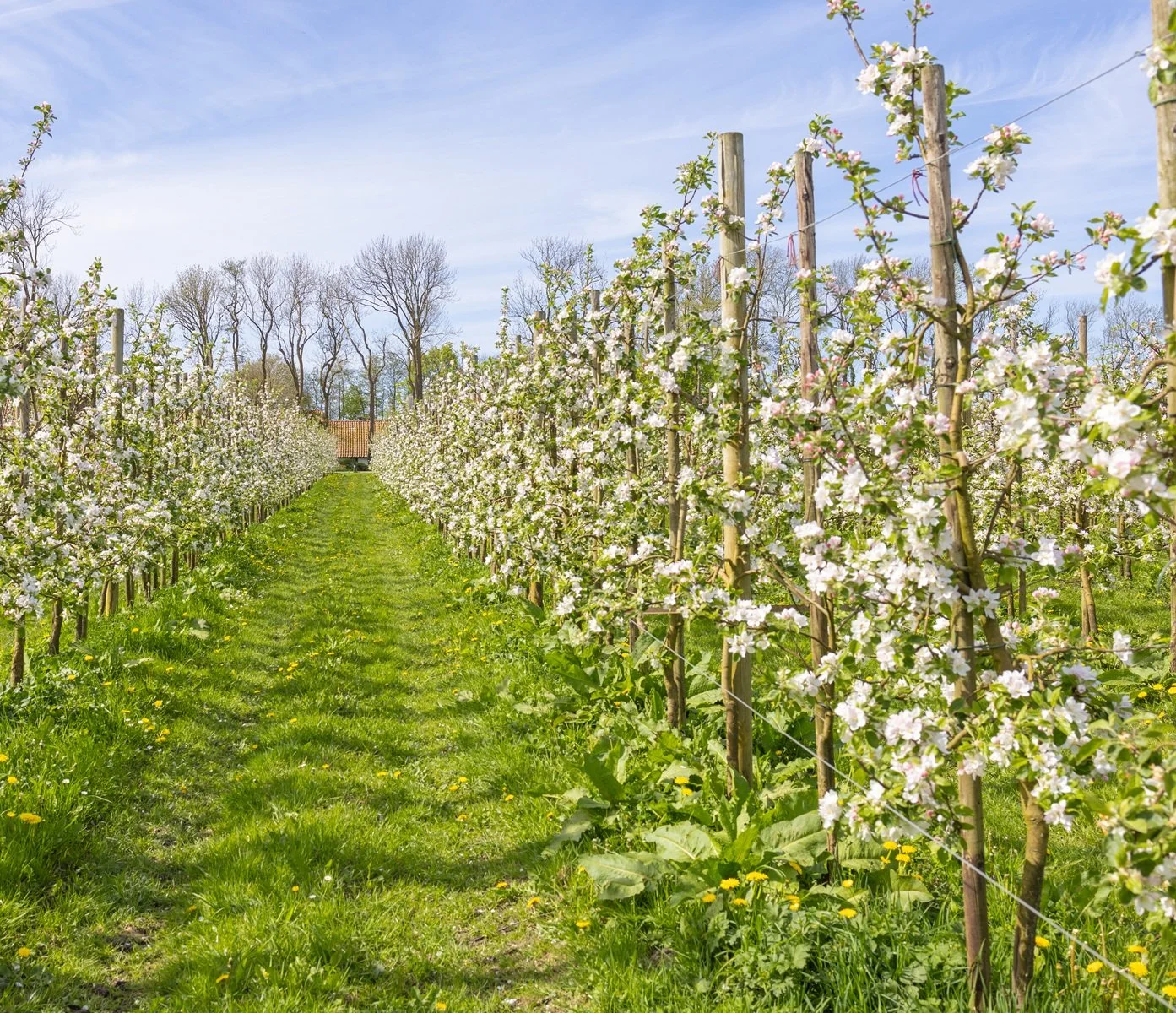 The Frost Watch: A New High-Level Defence Against Spring Chills