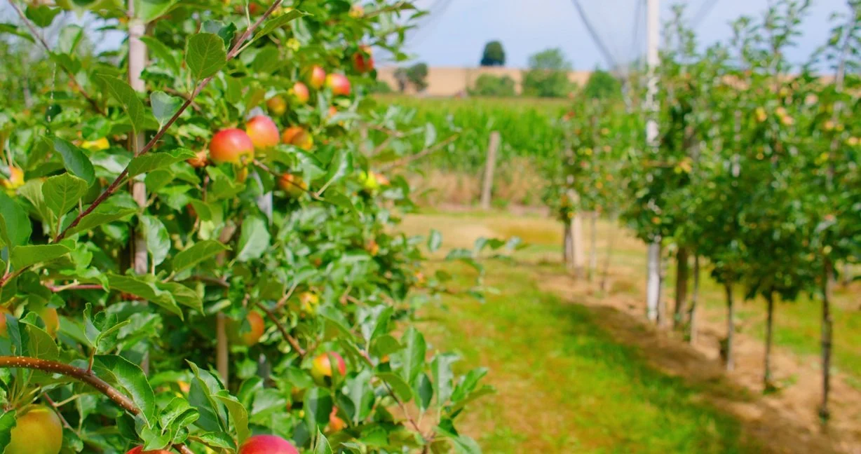 Pollination to Picking: Supporting Every Stage of the Fruit Cycle