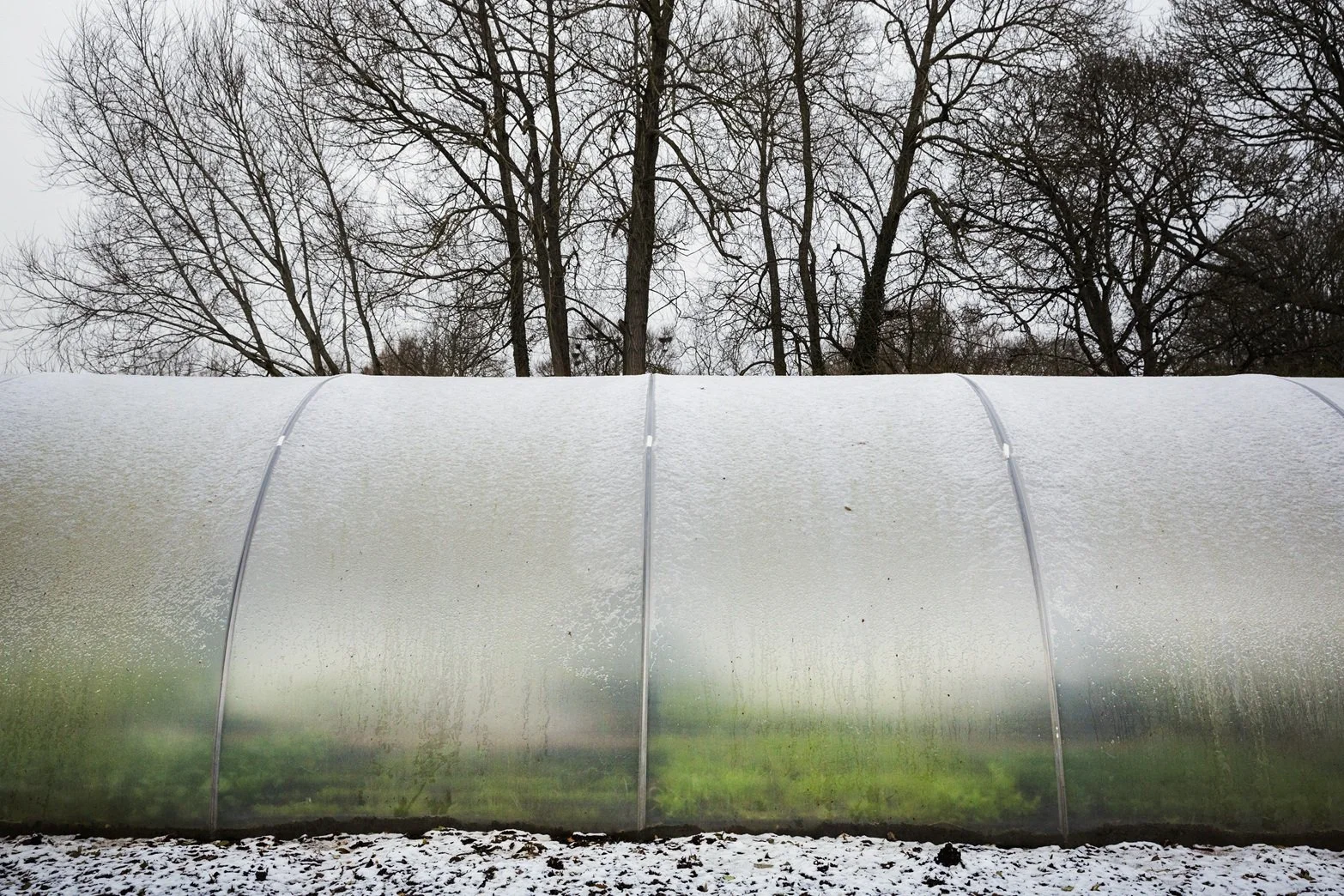 The Light Transmission Problem: What Dirty Polytunnel Plastic Is Really Costing You