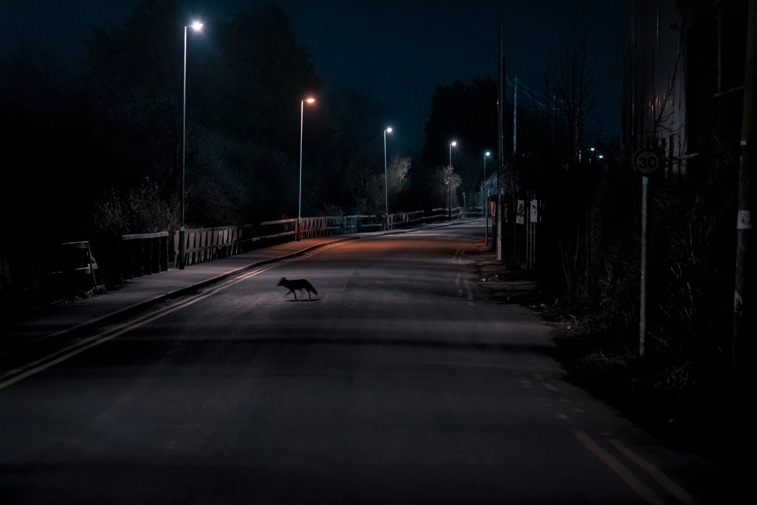 Fox on Station Road, Patchway, Bristol, UK.jpg