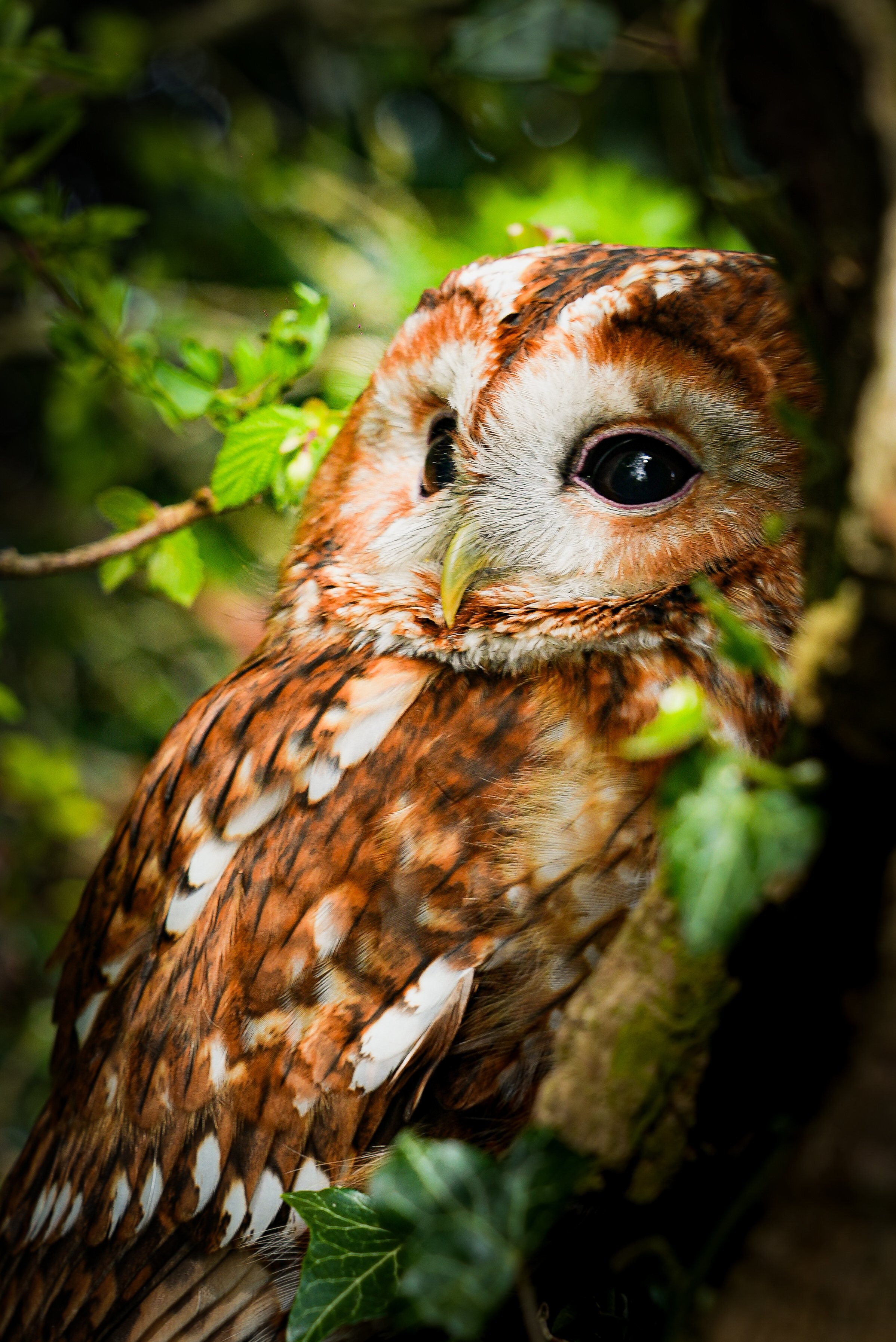 Close-up of a brown and white owl with large dark eyes, perched among green foliage.