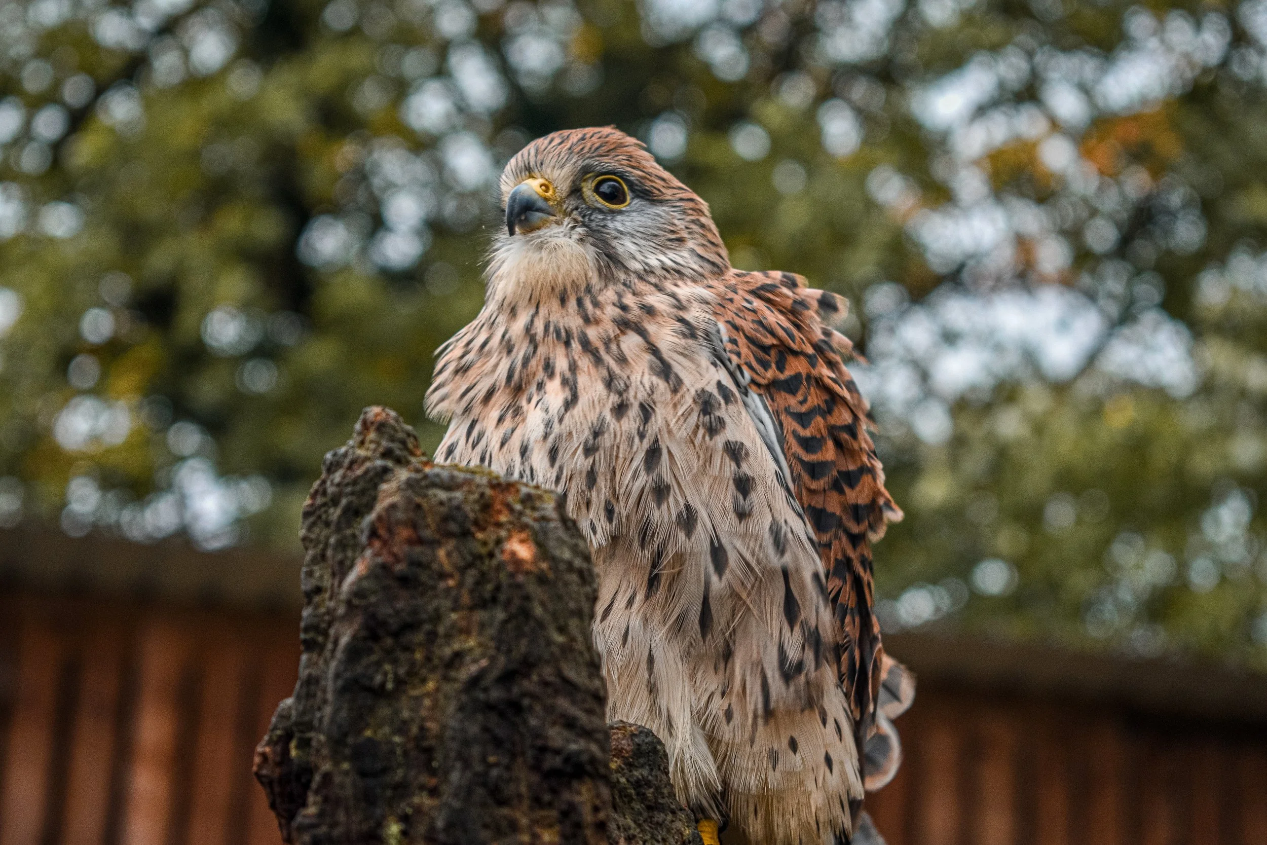 DSC_0264-2.jpg