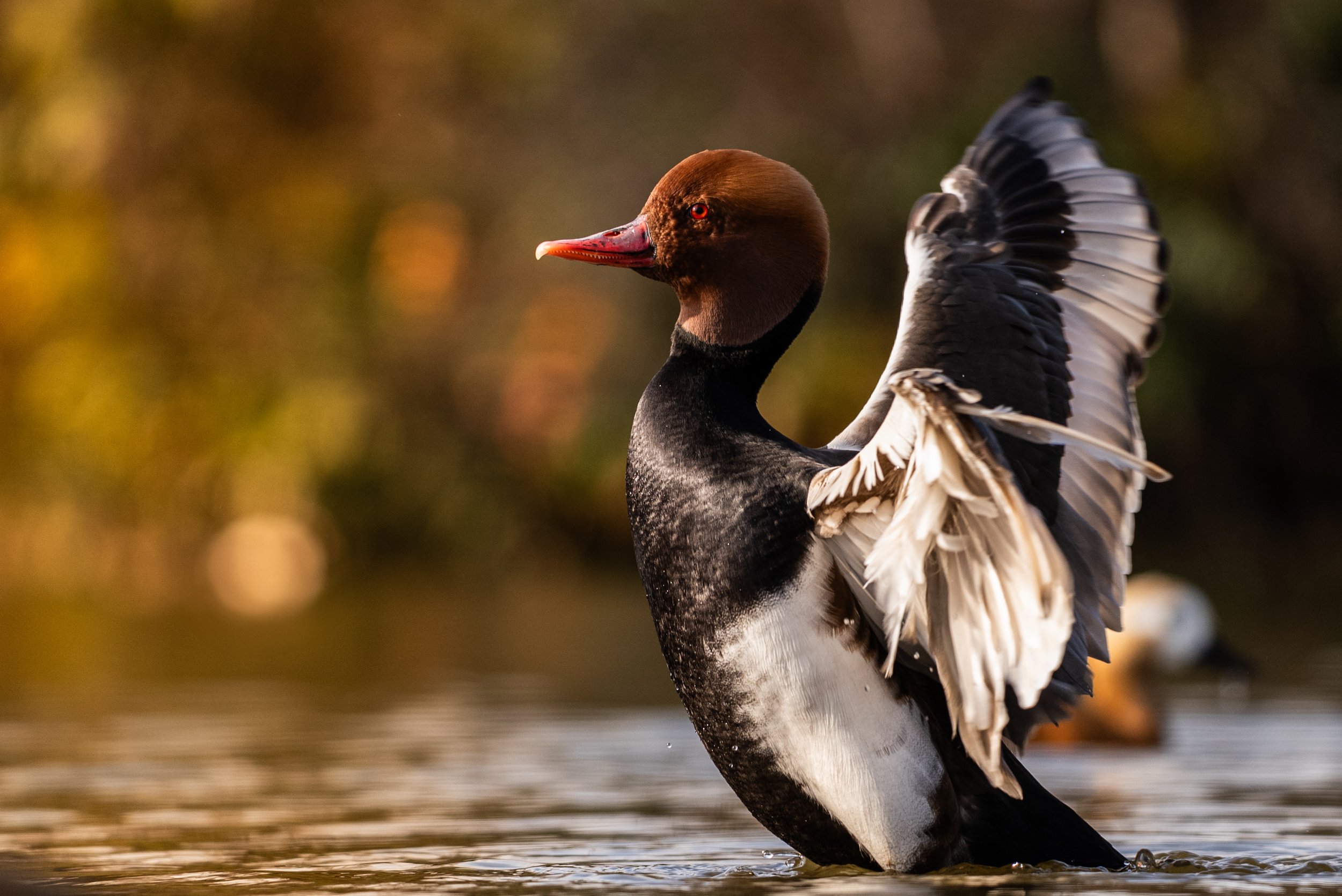 A common goldeneye duck in water with its wings partially raised, exhibiting black and white feathers and a brown head.