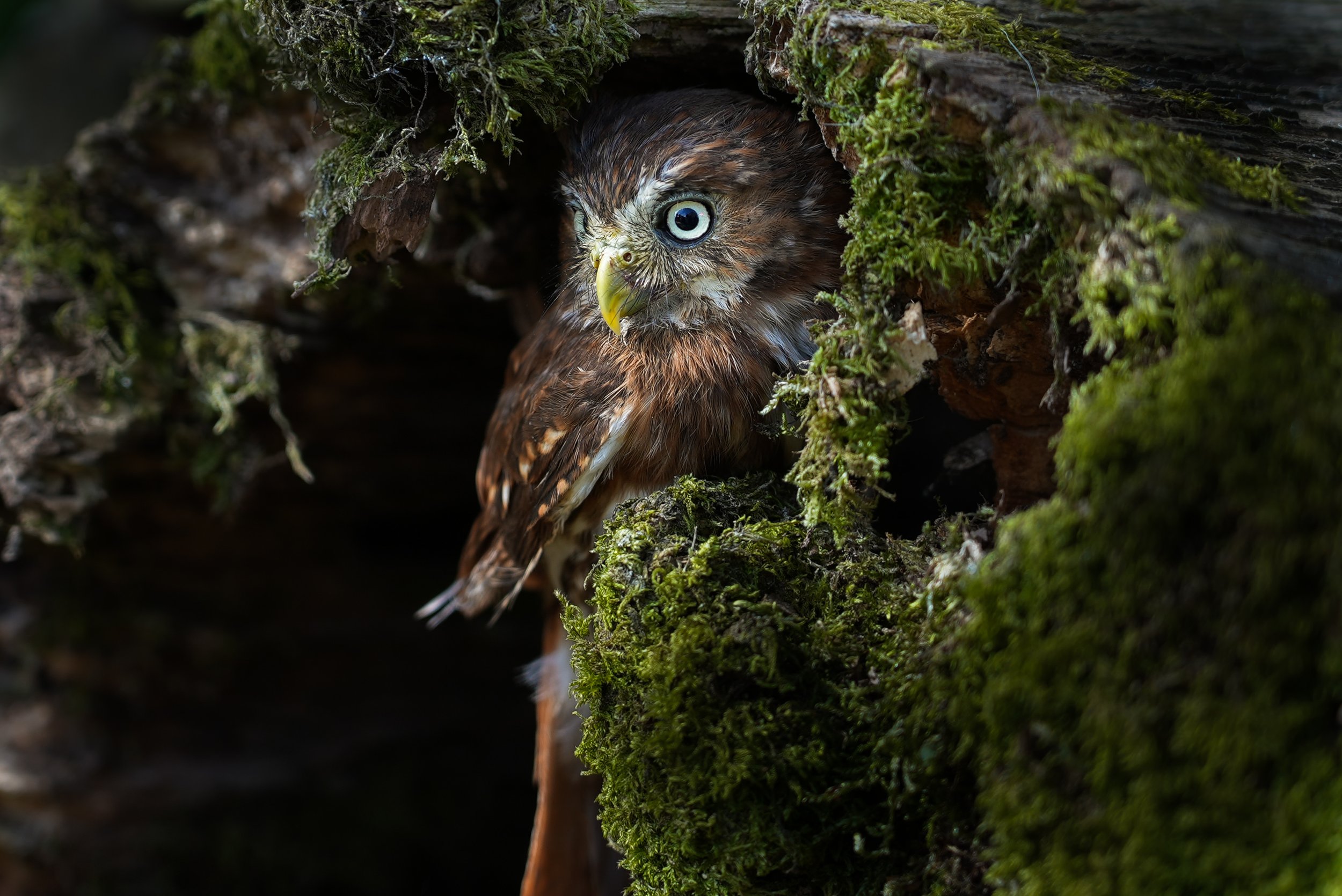 A hawk peeking out from a moss-covered tree cavity, with piercing blue eyes and brown feathers.