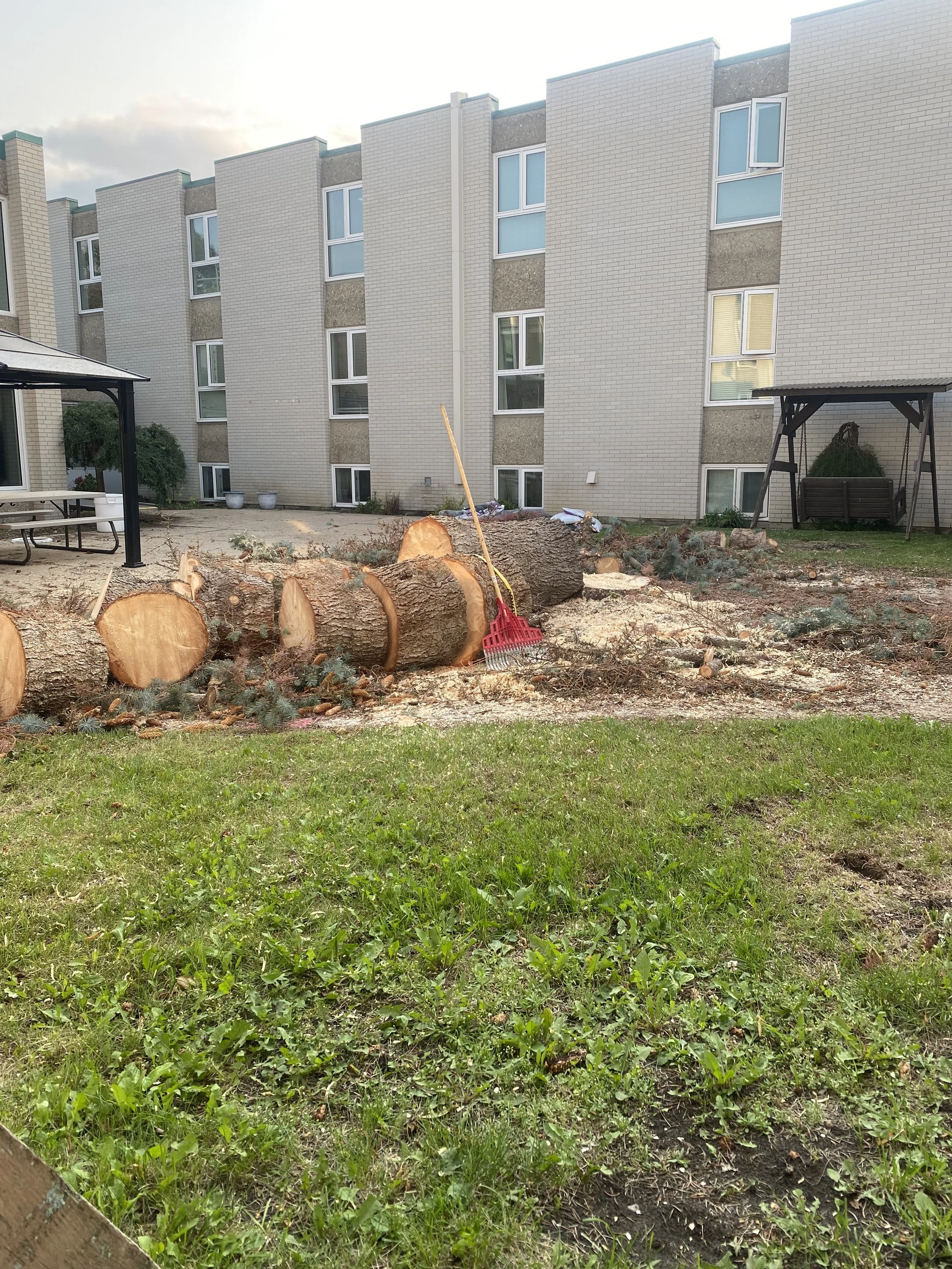 A backyard with fallen tree logs and chopped wood, a rake resting on a large log, and a green lawn in the foreground. In the background, there is an apartment building with several windows, a bench, and a swing with a roof.
